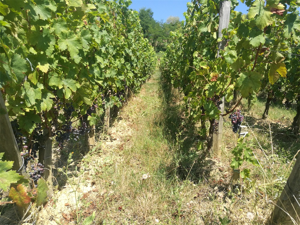 做進(jìn)口紅酒利潤如何