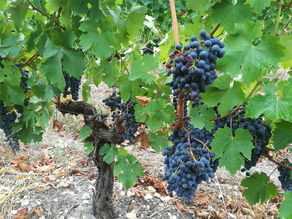 中國(guó)紅酒行業(yè)好不好