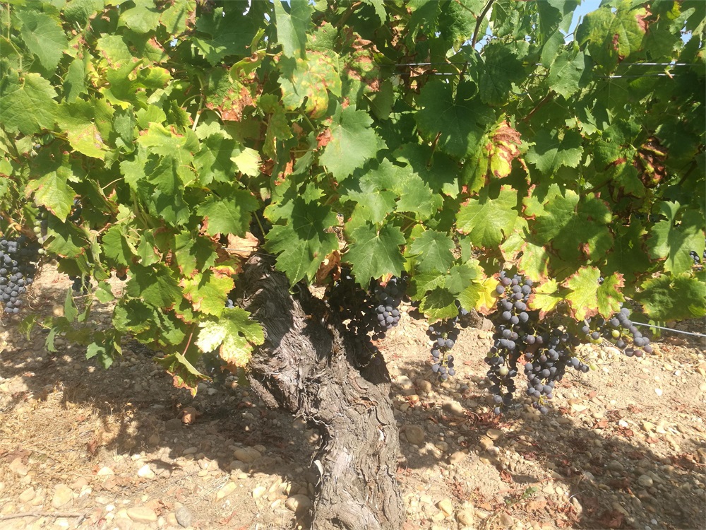 做紅酒生意代理紅酒哪個(gè)品牌呢